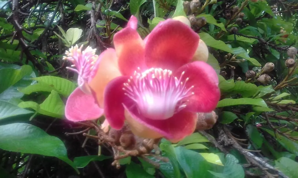 Marari Bethsaida Homestay Shertallai 0*,