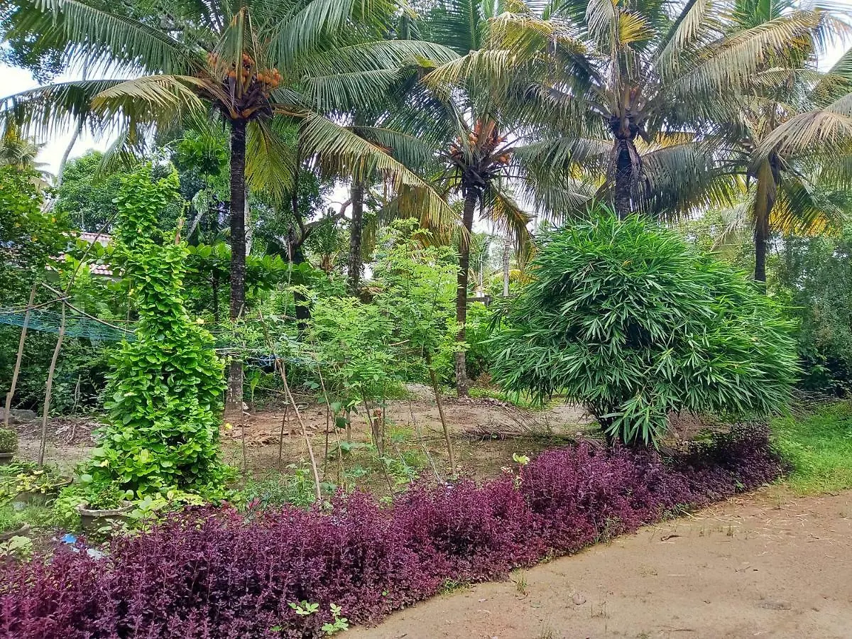 Marari Bethsaida Homestay Shertallai Indie